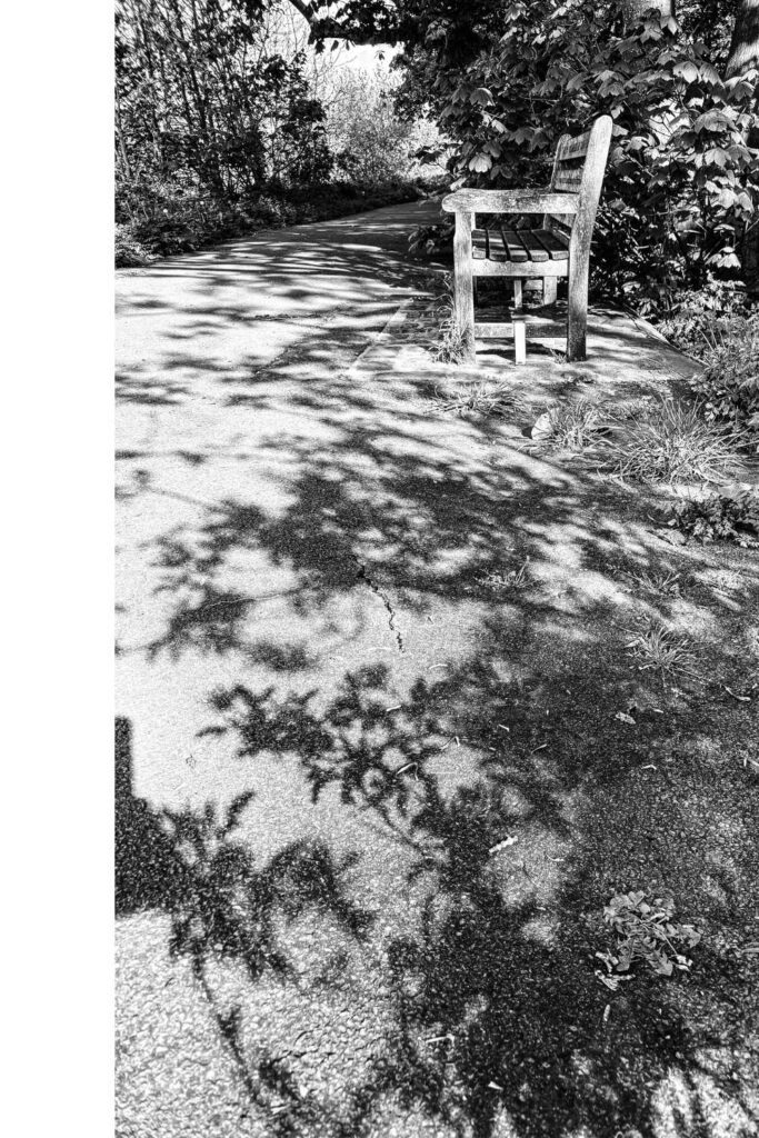 leaves shadows on the street