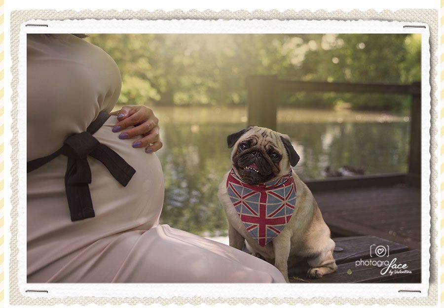 Close-up of baby belly with dog. maternity photographer battersea